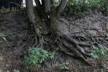 tree root