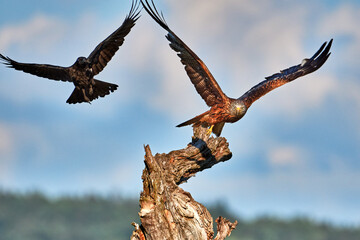 Krähenattacke auf Rotmilan