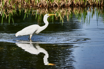 Silberreiher mit Spiegelbild im Flachsee