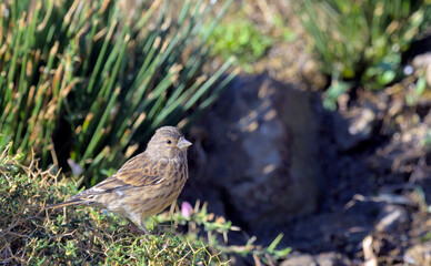 Obraz premium Common Linnet (Linaria cannabina), Greece