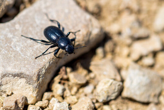 Desert Stink Beetle or Eleodes Armata on a stone
