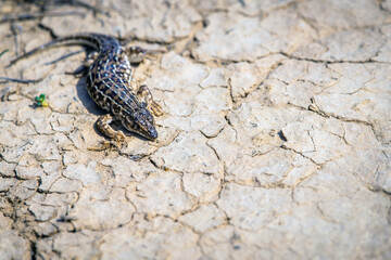 Steppe runner lizard or Eremias arguta close on dry ground