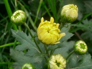 Beautiful flower gift of nature