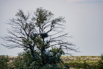 Nest on a lonely tree in steppe