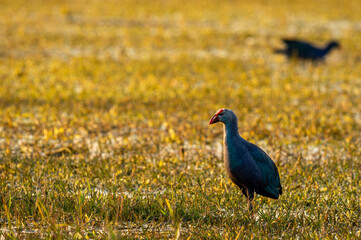 Western swamphen or Purple Moorhen or Porphyrio porphyrio portrait in wetland of keoladeo ghana national park or bharatpur bird sanctuary rajasthan india