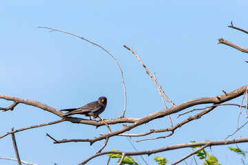 Male Red-footed Falcon or Falco vespertinus sitting on branch