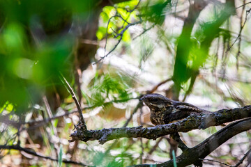 Nightjar bird or Caprimulgus europaeus sitting on a tree branch