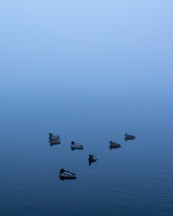 Misty view in the morning