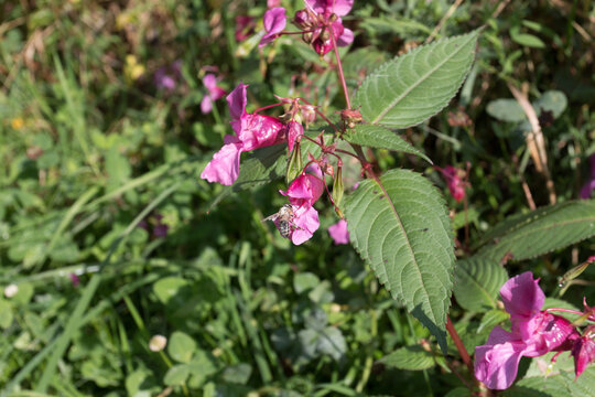 Dr&uuml;siges Springkraut