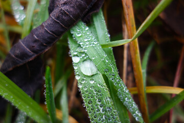 Morning dew on the leaves