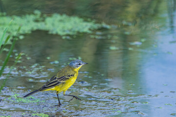 Female Western Yellow Wagtail or Motacilla flava