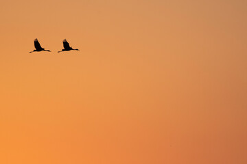 Pair of hooded cranes flying with back of evening glow