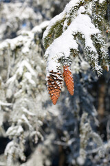 Snow covered branches of a coniferous tree with cones, witner landscape
