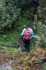 Obraz premium Rear view of backpackers in the forest at Rwenzori Mountains, Uganda