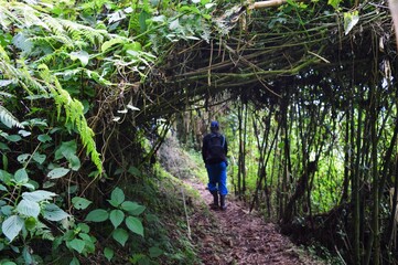 Naklejka na ściany i meble A backpacker hiking in a canopy of trees in the Rwenzori Mountains, Uganda 