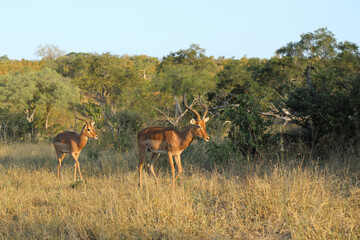 Schwarzfersenantilope / Impala / Aepyceros melampus