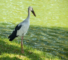 heron, white bird fishing fish at the lake bank in nature park