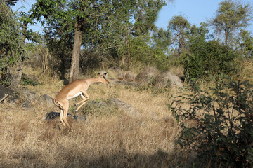 Schwarzfersenantilope / Impala / Aepyceros melampus..