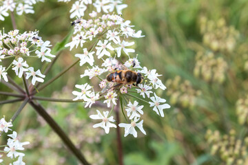Hummel auf Blüte