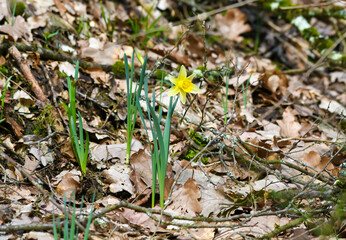daffodils blooming in the forest