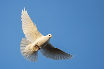 symbol of peace and change, a white dove flies in the blue sky