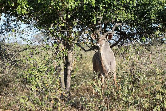 Großer Kudu / Greater Kudu / Tragelaphus strepsiceros. © Ludwig