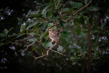 owl on branch