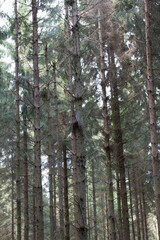 Wald