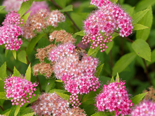 (Spiraea japonica) Detail of lustrous green and chartreuse lanceolate leaves with thoothed margin on long erect and hairy stems with clusters of rosy-pink flowers