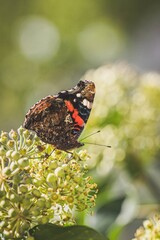 Schmetterling