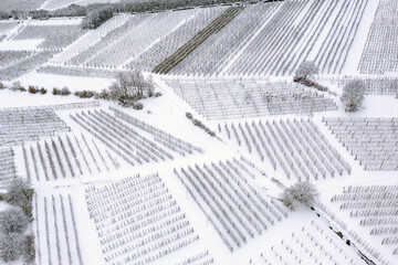 Orchards in Bianzone area, Valtellina, Italy, winter aerial view