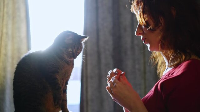 pretty positive young lady to feed from the hands adorable large stubby cat while standing near window with curtains at home at bright morning back sunlight closeup slow motion