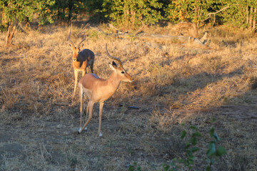 Schwarzfersenantilope / Impala / Aepyceros melampus