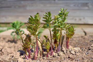 Jung lovage plant in the garden