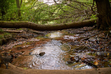 A shot of a tree trunk serving as a bridge to cross the muddy pond