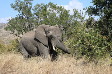 Afrikanischer Elefant / African elephant / Loxodonta africana