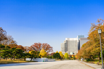 東京駅　銀杏並木