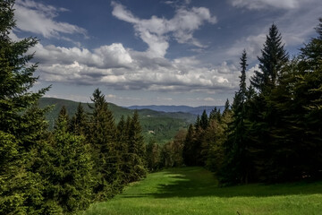 Fototapeta na wymiar green ski slope with trees on the edge in the summer