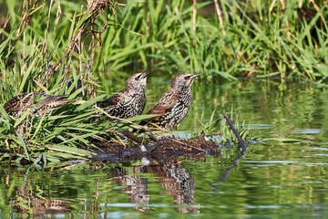 Stare im Neeracherried