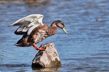Stockente bei Landung auf Stein