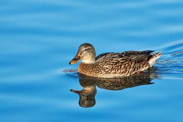 Schwimmende Stockente mit Spiegelbild