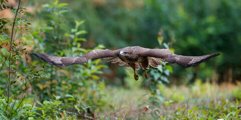 Common Buzzard (Buteo buteo) flying in the forest of Noord Brabant in the Netherlands.  Green forest background