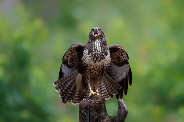 Common Buzzard (Buteo buteo) shouting in the forest of Noord Brabant in the Netherlands.  Green...