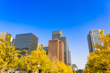Obraz premium 東京駅 銀杏並木