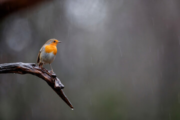 European Robin (Erithacus rubecula) sitting on a branch in the rain in the  forest of the Netherlands. Dark background.