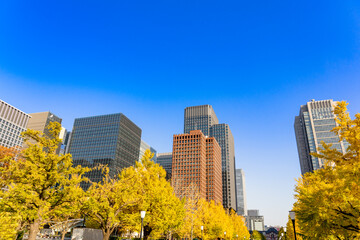 Obraz premium 東京駅 銀杏並木
