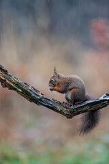 Eurasian red squirrel (Sciurus vulgaris) collecting food in the forest of the Netherlands.