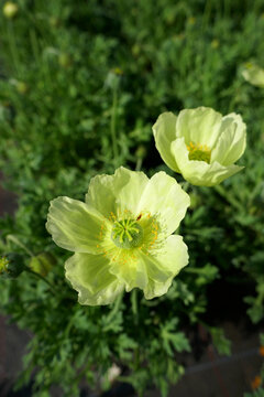 papaver miyabeanum