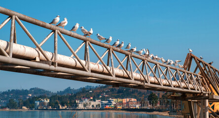 Seagulls on the rusty metal construction with coastline and blue sky background