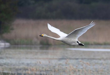 Whooper swan; (Cygnus cygnus).